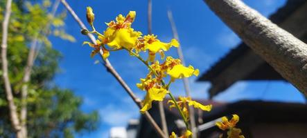 yellow orchid flower in home garden with sky background. photo