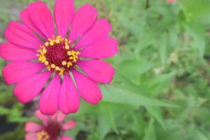 Creative layout made of flowers and green leaves. Zinnia elegans close up photo during the day. Natural concept