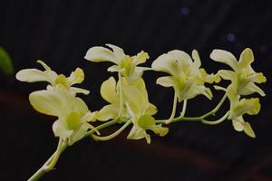 Beautiful Tiger Orchid flowers in the yard of the house. so called giant, tige , caneor queen orchid. photo