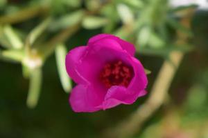 Creative layout made of pink flowers and green leaves. Natural concept photo