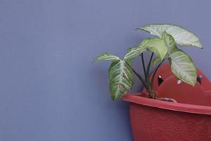 flower pots on the walls and space to write quotes. photo