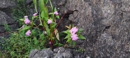 púrpura color flor crece cerca el rocas foto