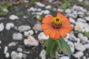 Creative layout made of flowers and green leaves. Zinnia elegans close up photo during the day. Natural concept