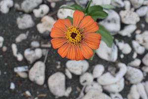 Creative layout made of flowers and green leaves. Zinnia elegans close up photo during the day. Natural concept