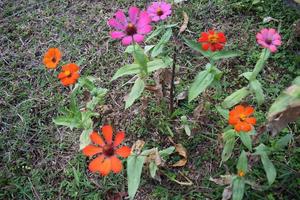 Creative layout made of flowers and green leaves. Zinnia elegans close up photo during the day. Natural concept