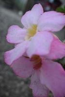 Creative layout made of pink flowers and green leaves. Natural concept photo