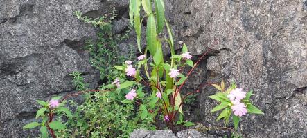 purple color flower grows near the rocks. photo