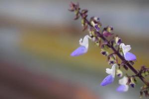 Isodon japonicus flower. Growing in the yard. photo