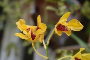 amarillo orquídea flor en hogar jardín con cielo antecedentes. foto