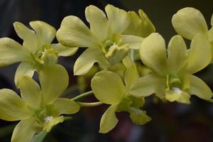 Beautiful Tiger Orchid flowers in the yard of the house. so called giant, tige , caneor queen orchid. photo