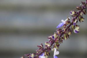 Isodon japonicus flower. Growing in the yard. photo