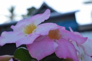 Creative layout made of pink flowers and green leaves. Natural concept photo