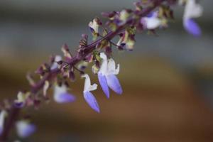 Isodon japonicus flower. Growing in the yard. photo