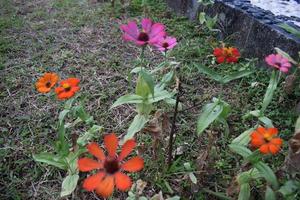 Creative layout made of flowers and green leaves. Zinnia elegans close up photo during the day. Natural concept