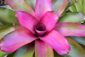 Neoregelia hybrid ornamental plant pink color photo