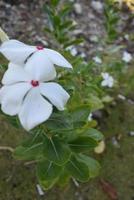 Creative layout made from green leaves and white jasmine flowers. Lying flat. natural concept photo