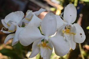blanco orquídea flor en hogar jardín con cielo antecedentes. foto