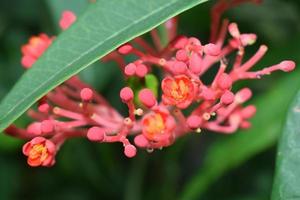 Jatropha podagrica ornamental plant with green leaves,Close up photo