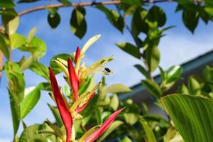 Creative layout made of ornamental plant heliconia hirsuta and blue sky background.nature concept photo