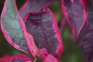 Creative layout made of red leaves. Lay flat. natural concept photo