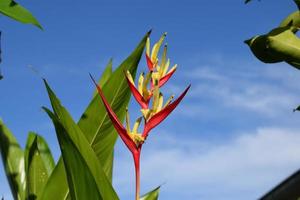 Creative layout made of ornamental plant heliconia hirsuta and blue sky background.nature concept photo