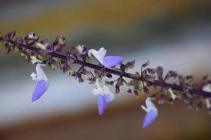 Isodon japonicus flower. Growing in the yard. photo