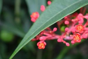 Jatropha podagrica planta ornamental con hojas verdes,foto de cerca foto