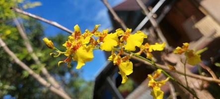 yellow orchid flower in home garden with sky background. photo