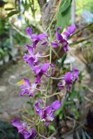 púrpura orquídea flor en hogar jardín con cielo antecedentes. foto