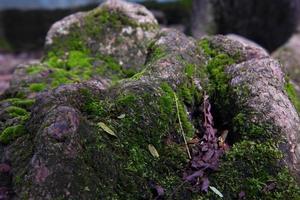 verde musgo se aferra a árbol bañador foto