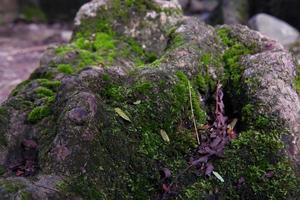 verde musgo se aferra a árbol bañador foto