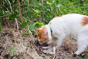 un blanco masculino gato es jugando al aire libre foto