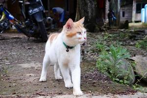 a white male cat is playing outdoors photo