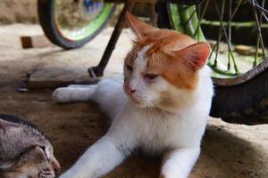 un blanco masculino gato es jugando al aire libre foto