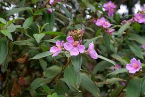 melastoma malabathricum flor salvaje planta foto