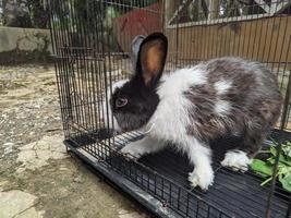 a cute bunny in a cage.is eating photo