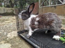a cute bunny in a cage.is eating photo