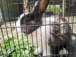 a cute bunny in a cage.is eating photo