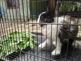 a cute bunny in a cage.is eating photo