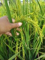 Oryza sativa plant photo