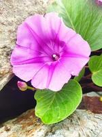 Ipomoea pes-caprae plantae photo