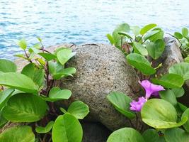 ipomoea pes-caprae plantae foto