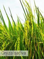 Oryza sativa plant photo