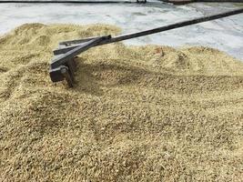 Dry grain rice photo