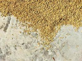 Dry grain rice photo