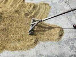 Dry Grain rice photo