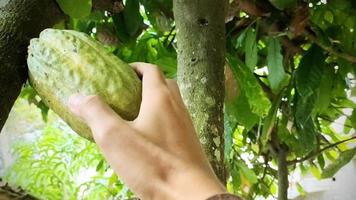 homme cueillette cacao gousses. théobrome cacao est une plante utilisé à faire Chocolat. le graines, appelé cacao haricots, sont traité dans tout sortes de Chocolat des produits. video