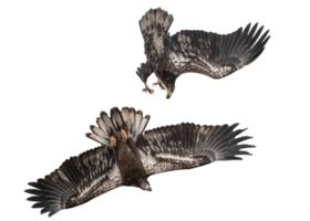Eagle flying bird png