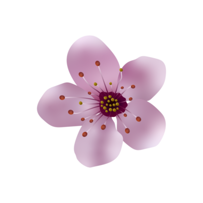 cherry-blossom-illustration-