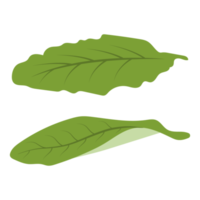 Tobacco leaf illustration on isolated background png